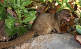 The Small Indian Mongoose was introduced to the West Indies to control rat populations in sugarcane plantations. (Photo by J.N Stuart)