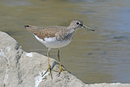 Solitary Sandpiper