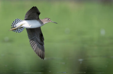 Solitary Sandpiper in flight