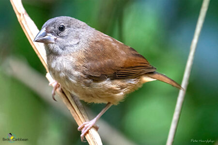 Female St. Lucia Black Finch 
