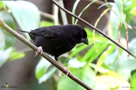 Male St Lucia Black Finch