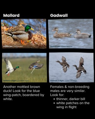 uncommon-ducks-1-noswipe