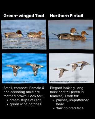 uncommon-ducks-2-noswipe