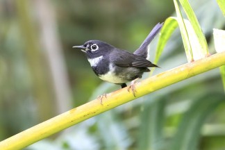 Whistling Warbler perched on a branch.