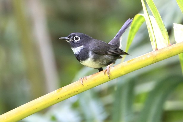 Whistling Warbler perched on a branch.