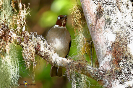 White-eyed Thrush