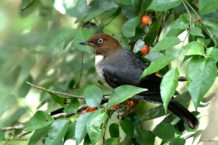 White-eyed Thrush