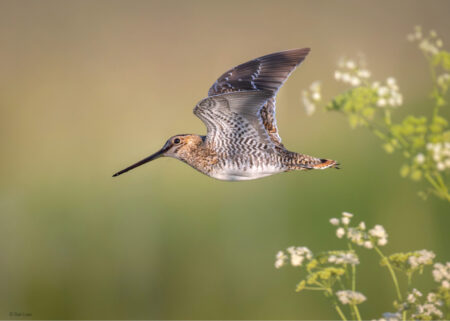 Wilson's Snipe in flight