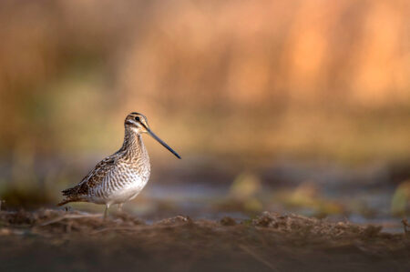 Wilson's Snipe standing on mud