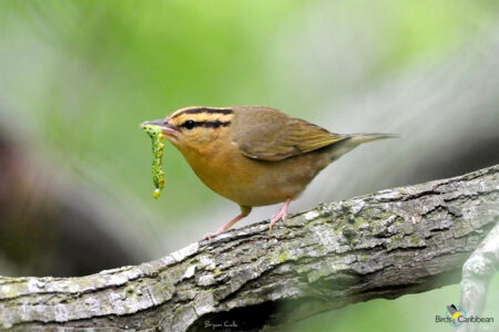 Worm-eating Warbler with a caterpillar