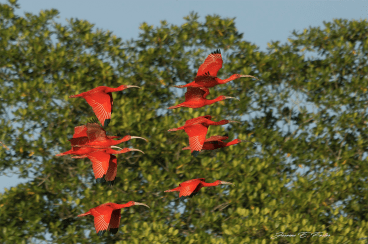Scarlet Ibises fly in by the hundreds at the renowned Caroni Swamp (Photo by Jerome Foster)
