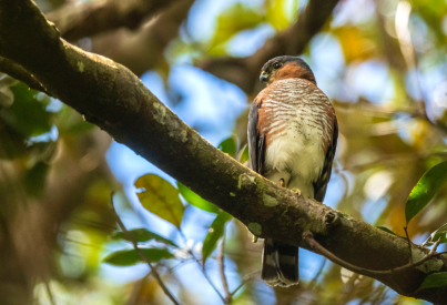 Photo of Sharp-shinned Hawk perched on a branch.