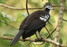 The Critically Endangered Trinidad Piping-Guan can be spotted the lush forest at Grand Riviere (Photo by Gareth Hughes)