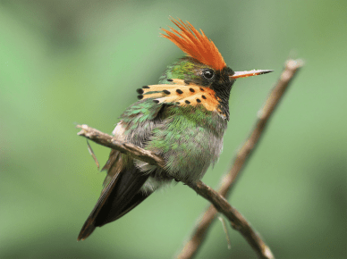 The Tufted Coquette is a favorite sighting at HADCO Experiences at Asa Wright Nature Centre (Photo by Paul Tavares)