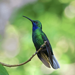 White-tailed Sabrewing (Photo by Jerome Foster)