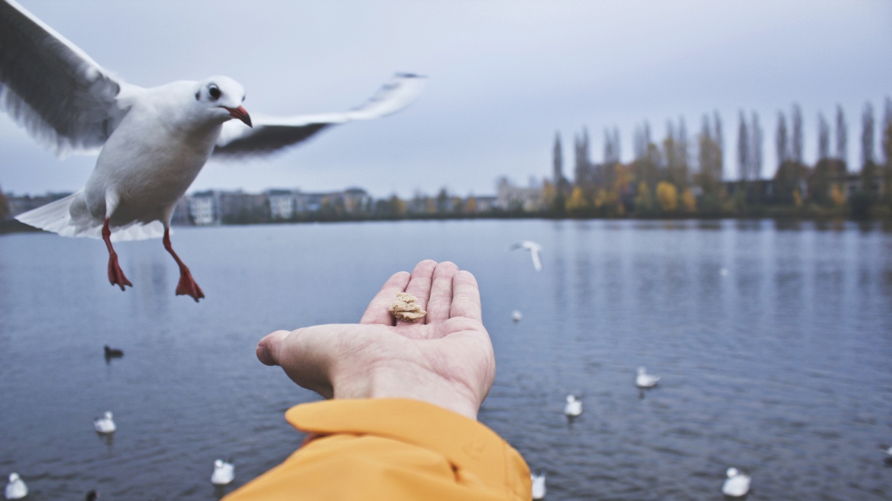 New Science Shows Link Between Bird Leadership Heart Health - 8q6ddxz