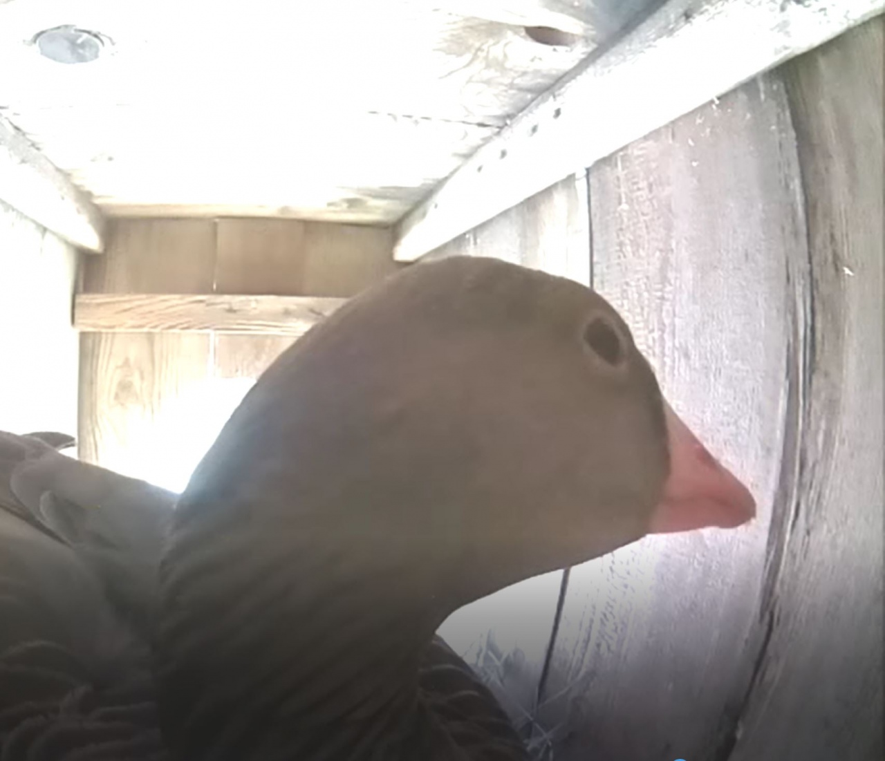 Endspurt beim Projekt NestCams